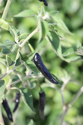Pepper 'Black Cobra' Devil Mountain Wholesale Nursery