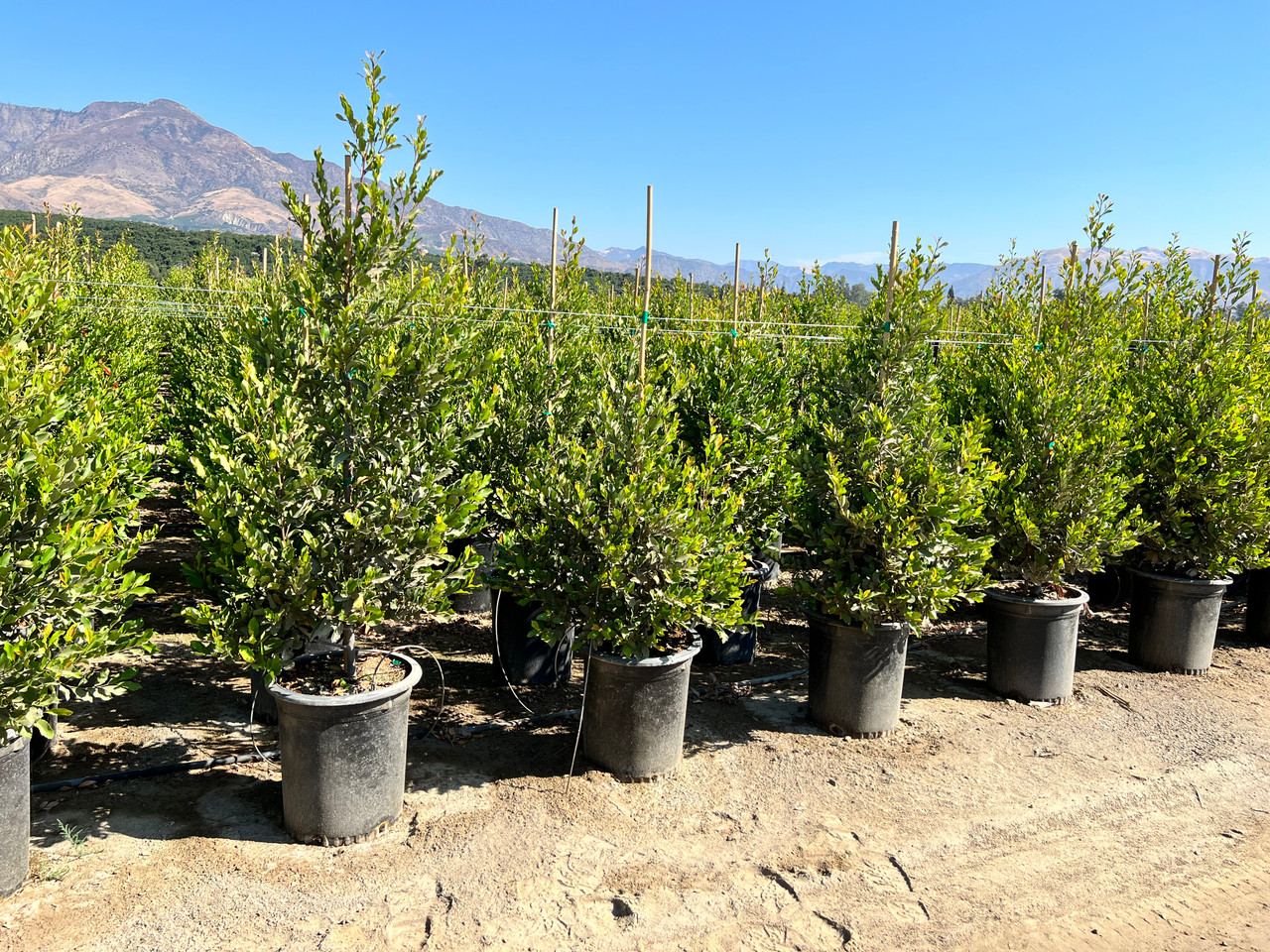 Carolina Cherry Laurel