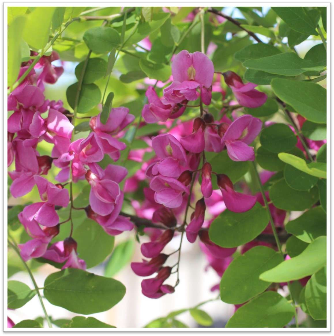 Robinia pseudoacacia 'Purple Robe' Devil Mountain Wholesale Nursery