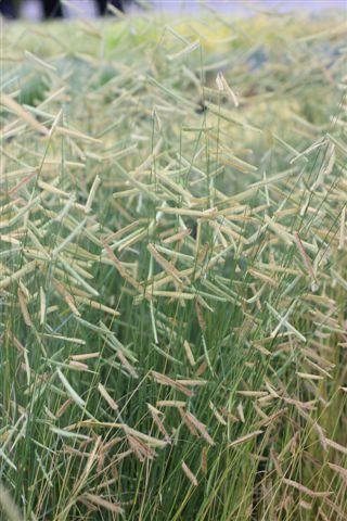 Blonde Ambition Blue Grama Grass