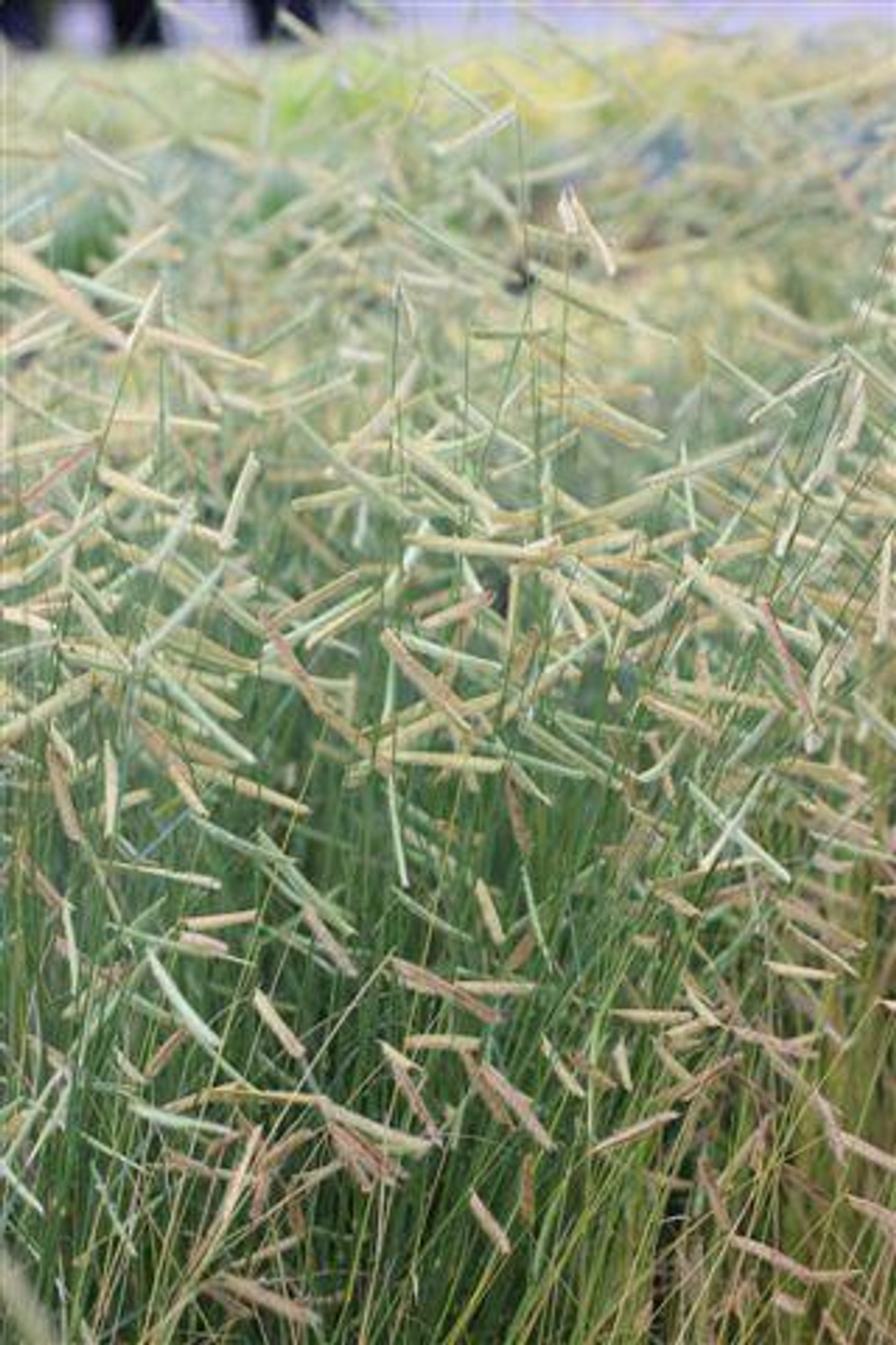 Deutzia Gracilis Nikko Devil Mountain Wholesale Nursery deutzia-gracilis-nikko-devil-mountain-wholesale-nursery