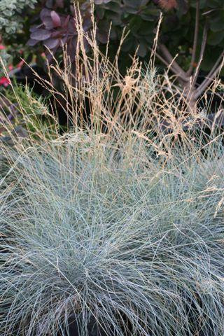 Festuca idahoensis 'Siskiyou Blue' Devil Mountain Wholesale Nursery