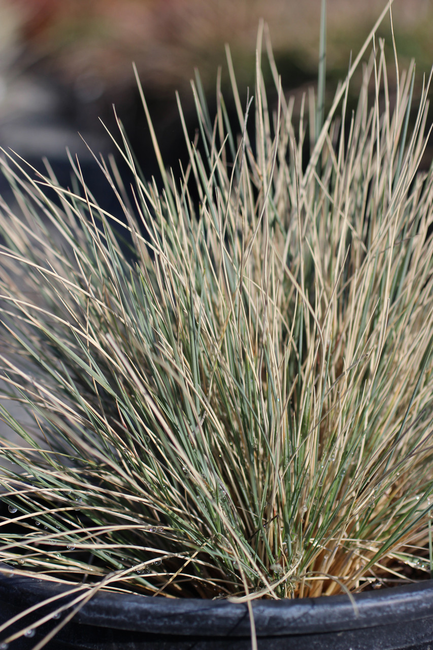 Blue Oat Grass