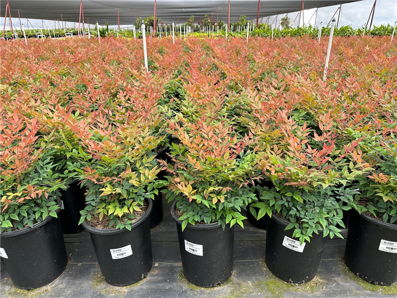 Gulf Stream Heavenly Bamboo, Sacred Bamboo