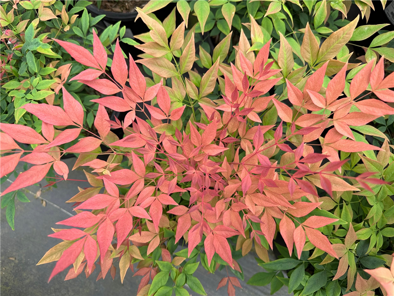 Gulf Stream Heavenly Bamboo, Sacred Bamboo