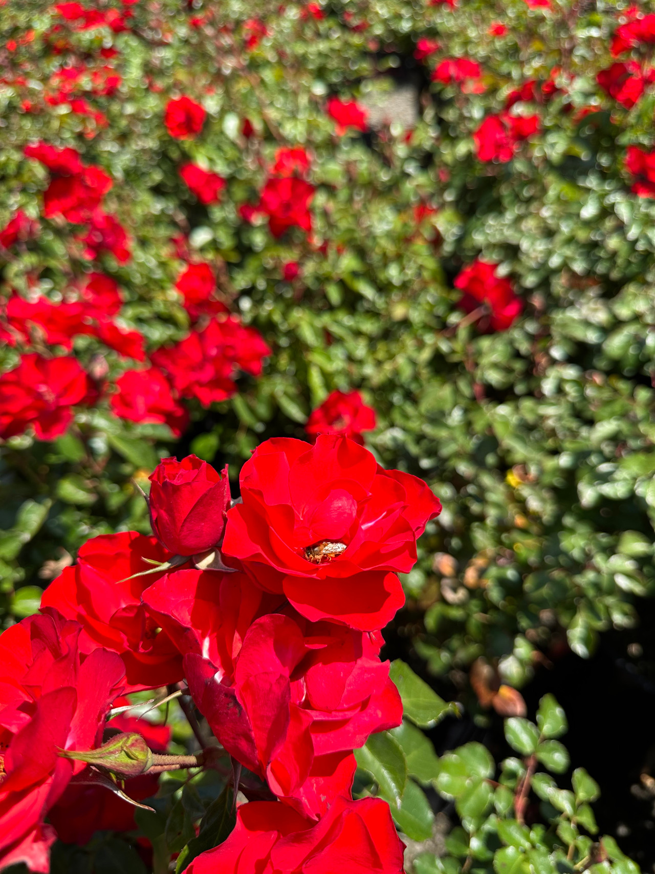 Sevillana Shrub Rose