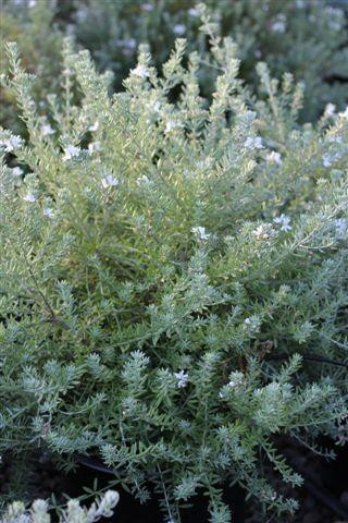 Coast Rosemary