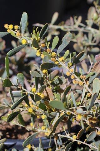 Prostrate Acacia