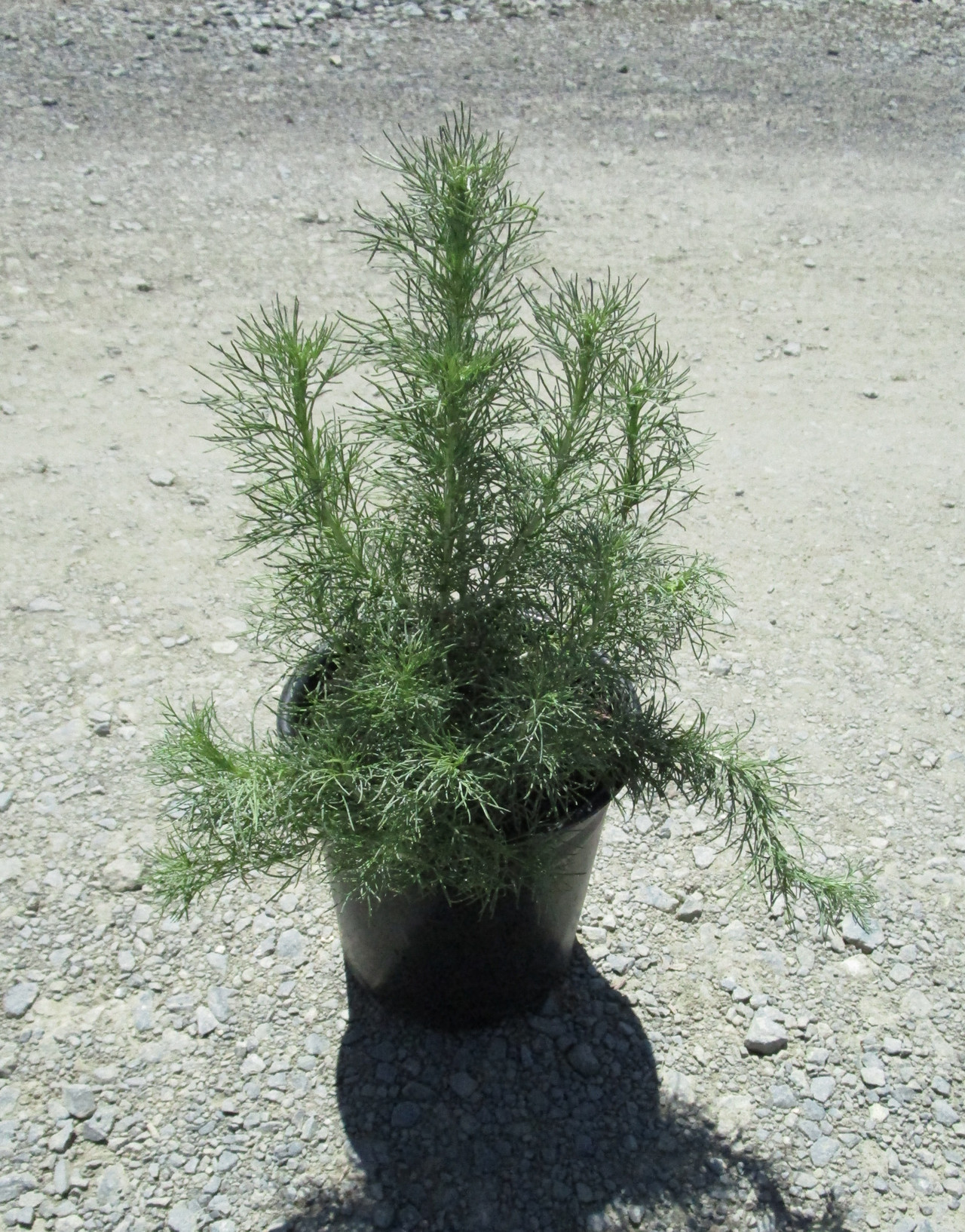 California Sagebrush