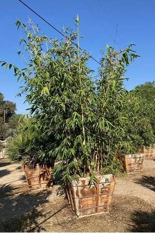 Bambusa oldhamii Devil Mountain Wholesale Nursery