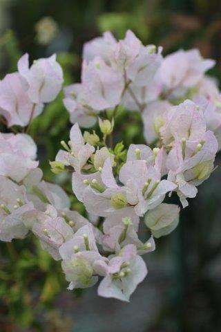 Jamaica White Bougainvillea