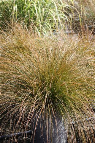 Orange New Zealand Sedge