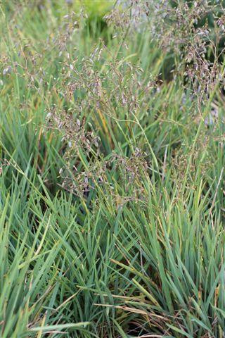 Baby Bliss Black Anther Flax Lily