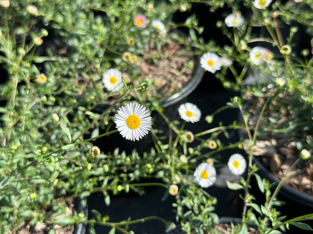 Santa Barbara Daisy, Mexican Daisy, Fleabane