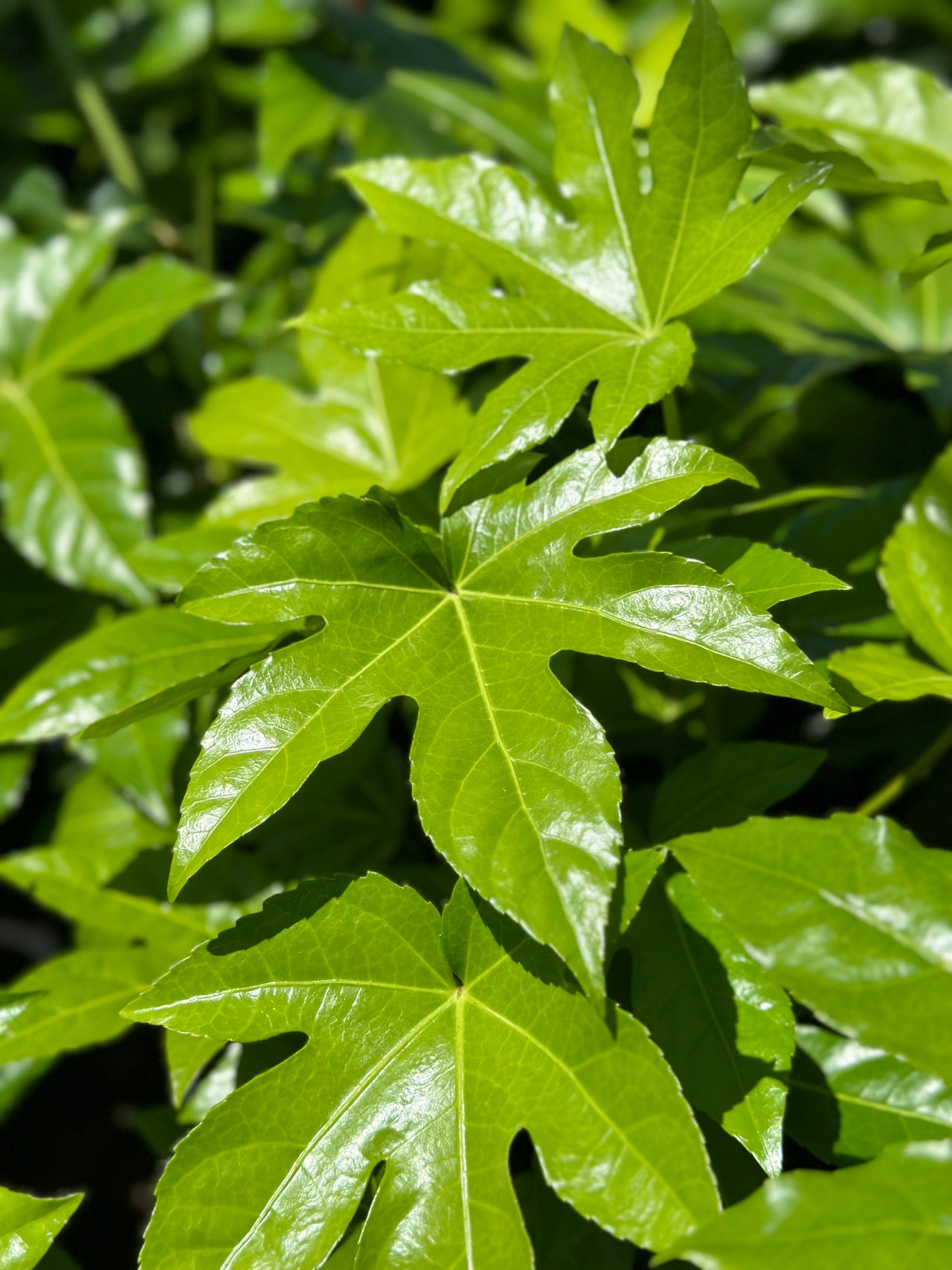 Japanese Aralia