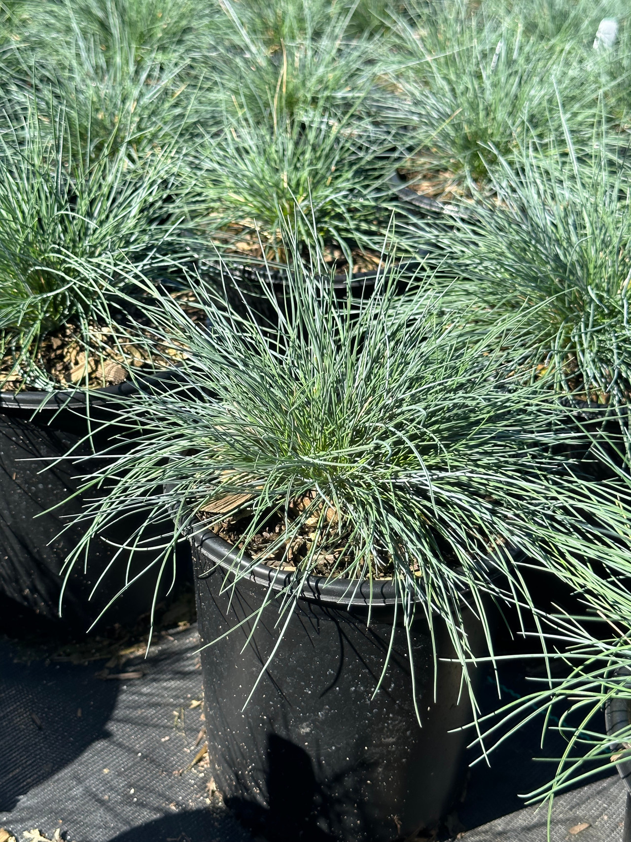 Elijah Blue Common Blue Fescue