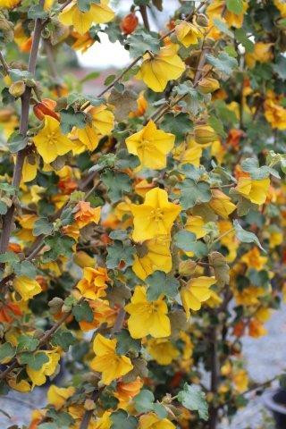fremontodendron-californicum-devil-mountain-wholesale-nursery