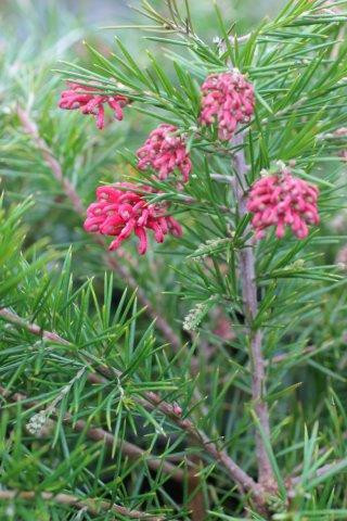 Canberra Gem Grevillea
