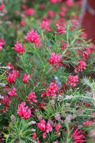 Grevillea rosmarinifolia 'Scarlet Sprite' Devil Mountain Wholesale