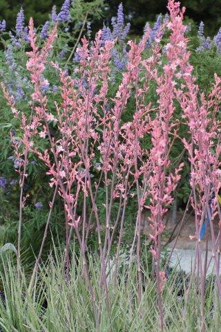 hesperaloe-parviflora-devil-mountain-wholesale-nursery