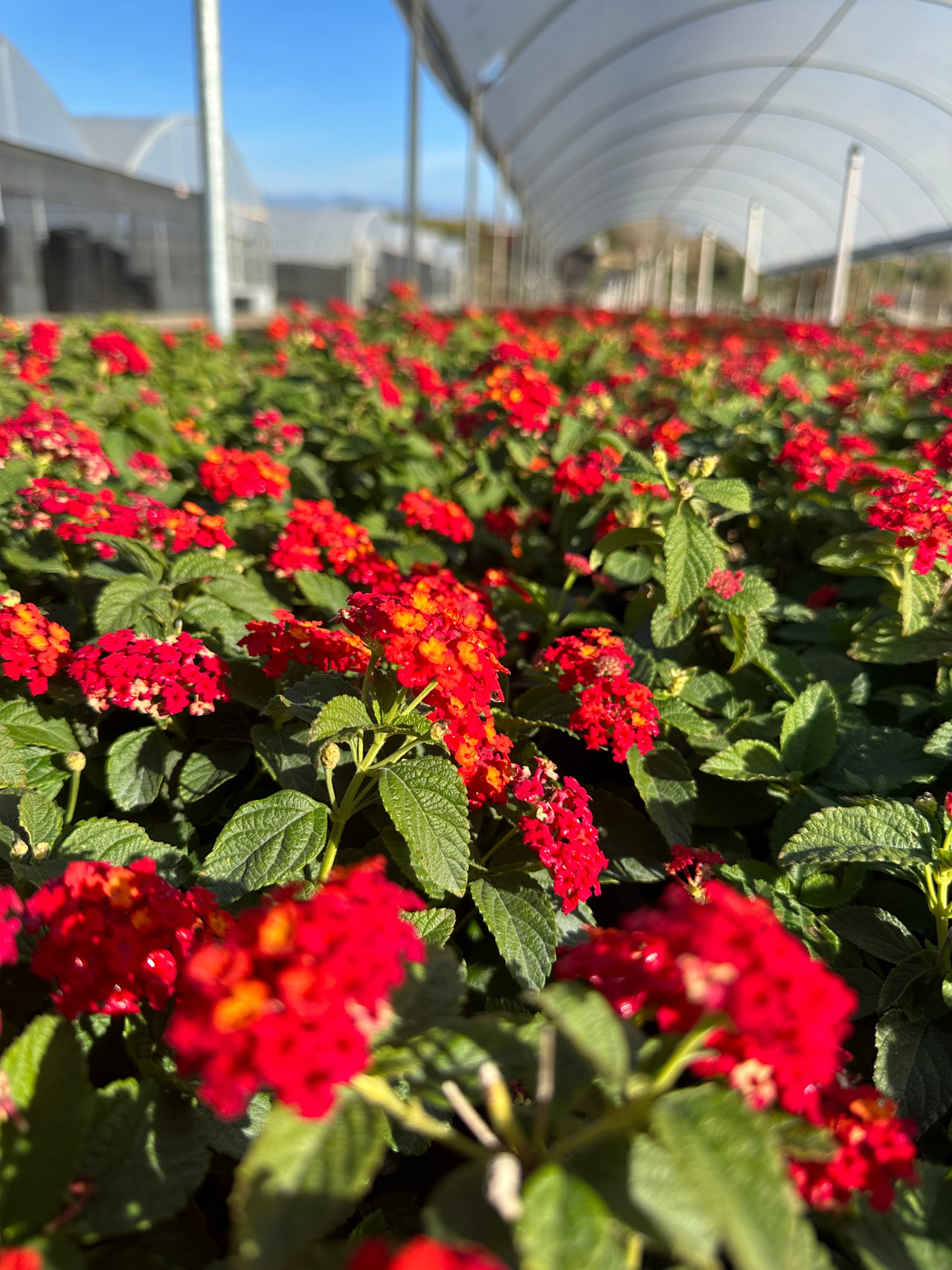 Lantana 'Dallas Red' Devil Mountain Wholesale Nursery