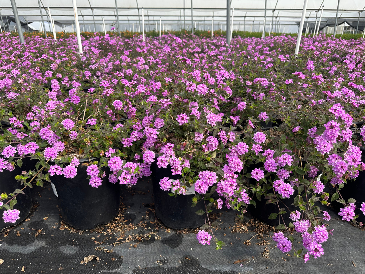 Purple Trailing Lantana