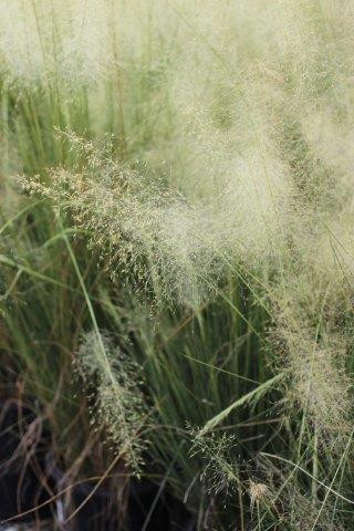 White Awn Muhly, White Cloud Muhly