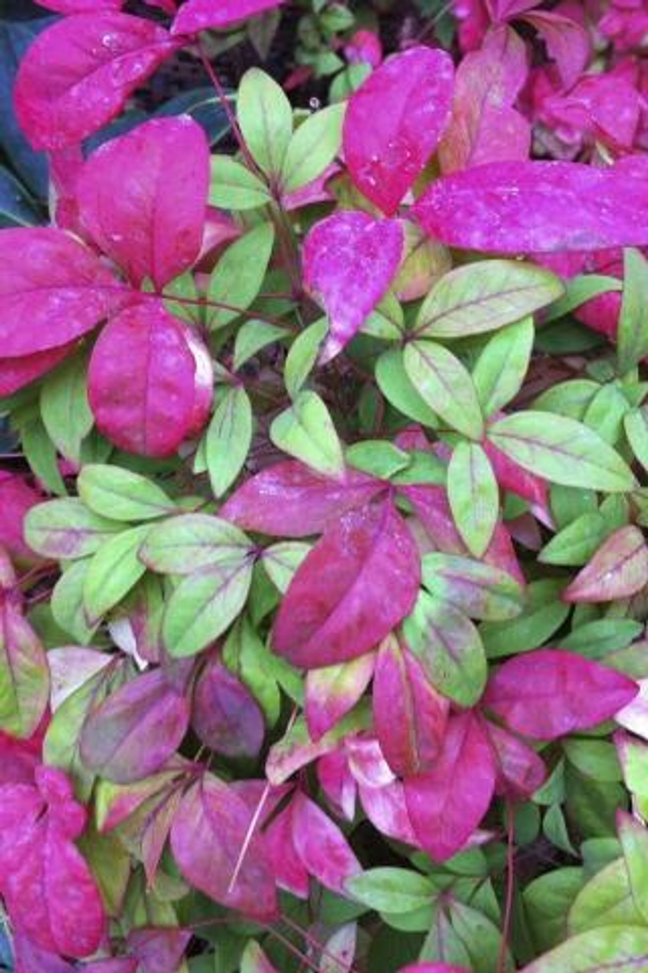 Nandina Domestica Obsession Devil Mountain Wholesale Nursery nandina-domestica-obsession-devil-mountain-wholesale-nursery