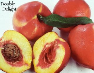 Nectarine 'Double Delight' - Devil Mountain Wholesale Nursery