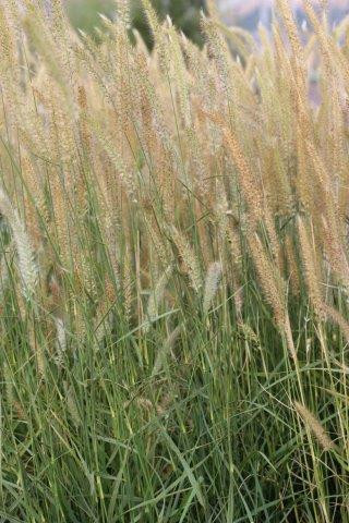 Fairy Tails Fountain Grass