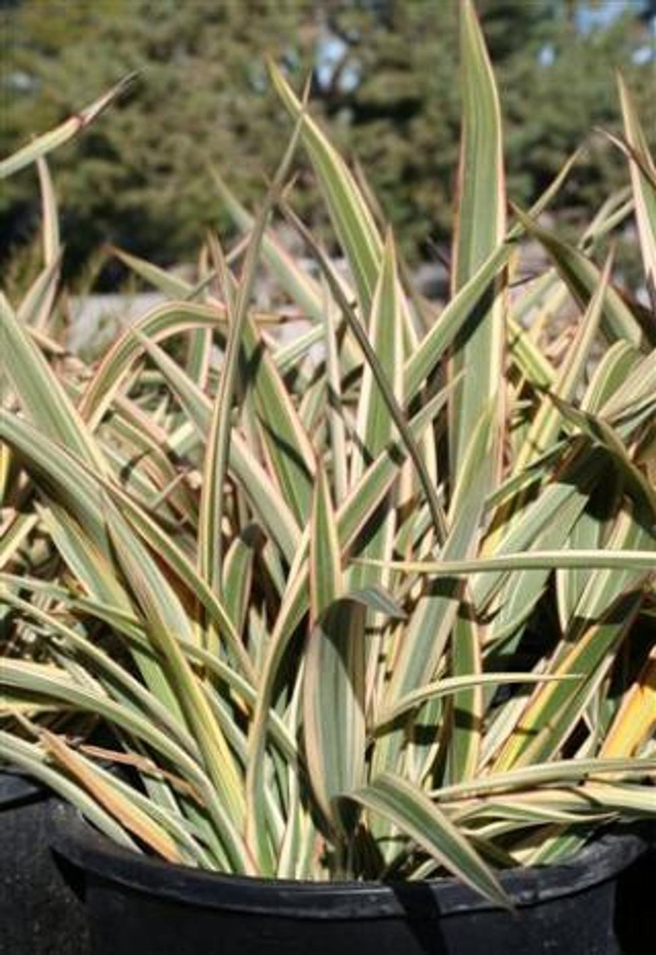 Phormium cookianum 'Cream Delight' - Devil Mountain Wholesale Nursery