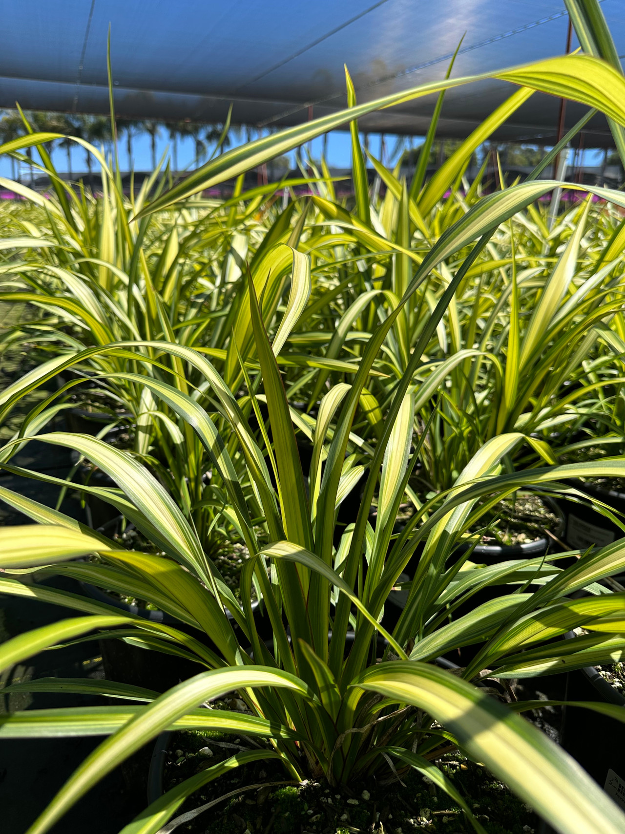 Yellow Wave Flax