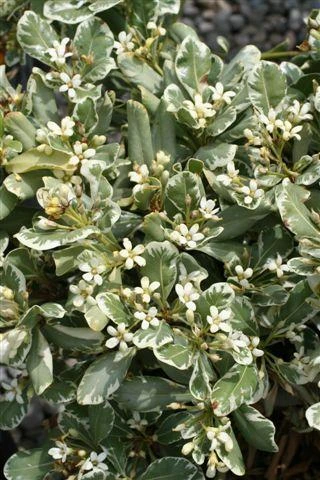 Pittosporum Creme De Menthe
