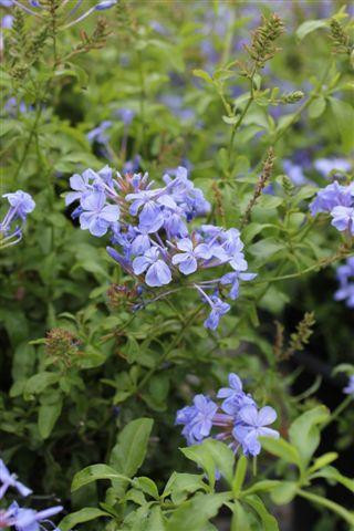Imperial Blue Cape Plumbago