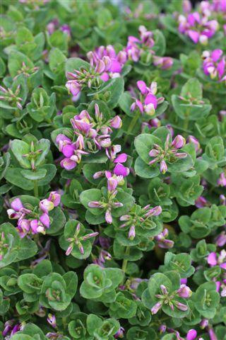 Petite Butterflies Dwarf Sweet Pea Shrub