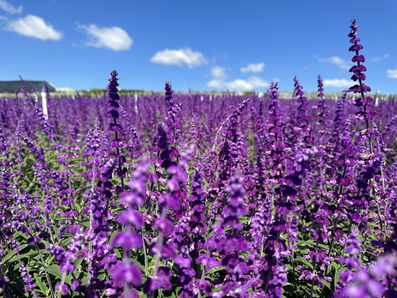 Santa Barbara Mexican Bush Sage, Velvet Sage