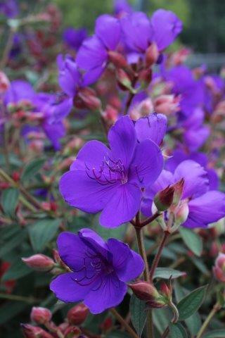 Princess Flower