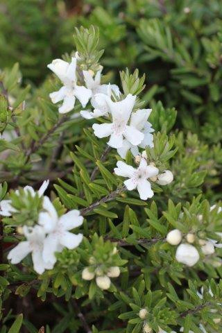 Mundi Coast Rosemary