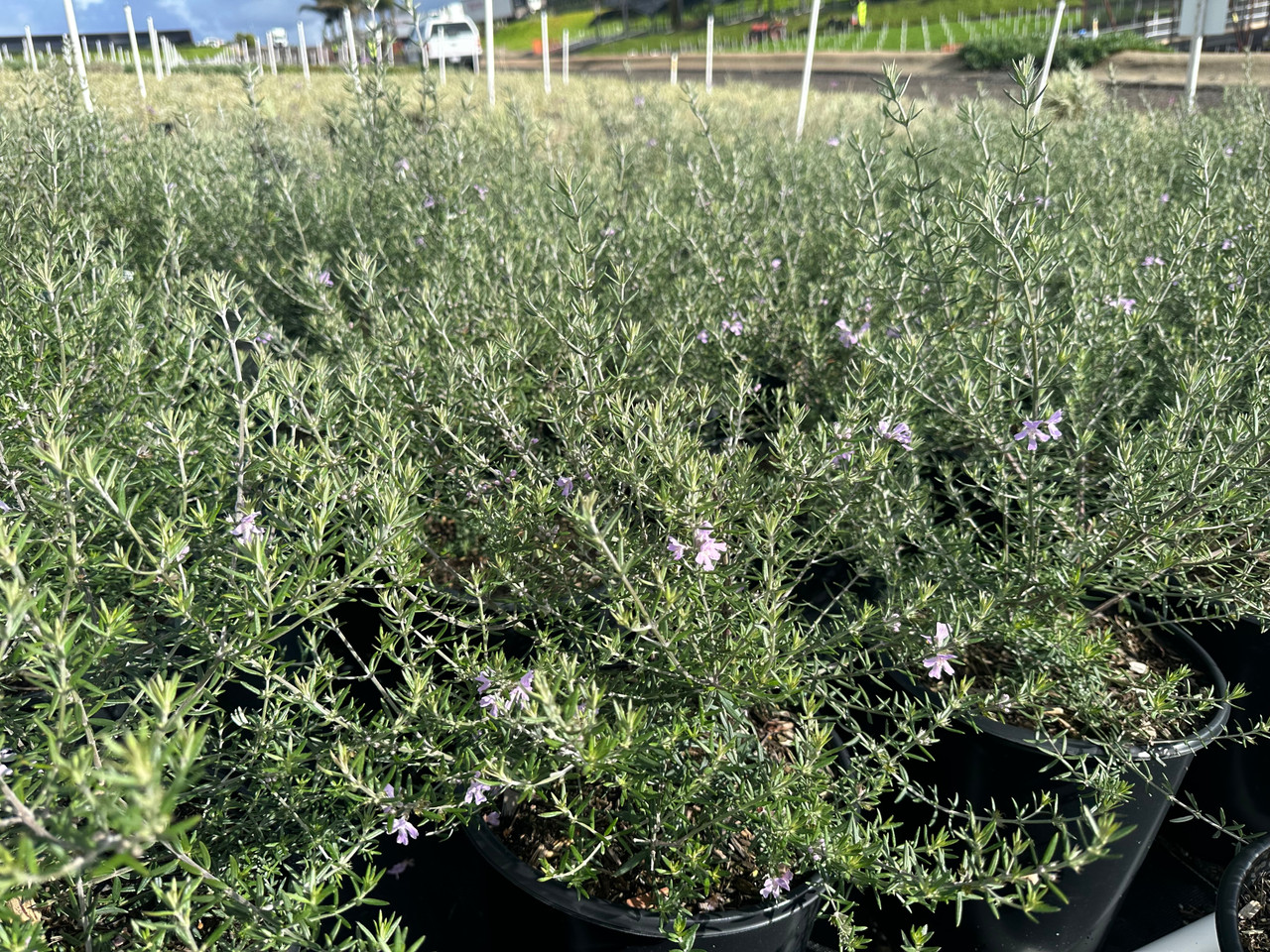 Wynyabbie Gem Coast Rosemary