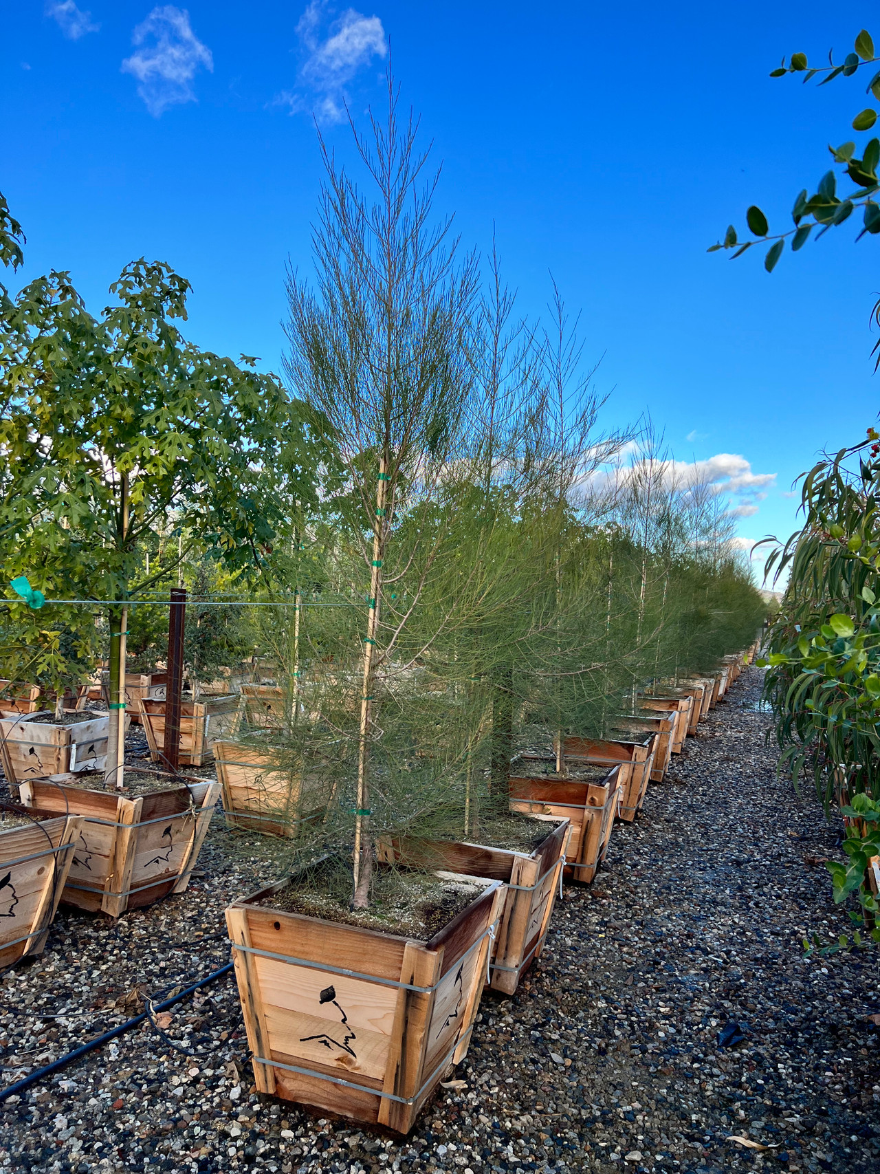 Casuarina glauca - Devil Mountain Wholesale Nursery