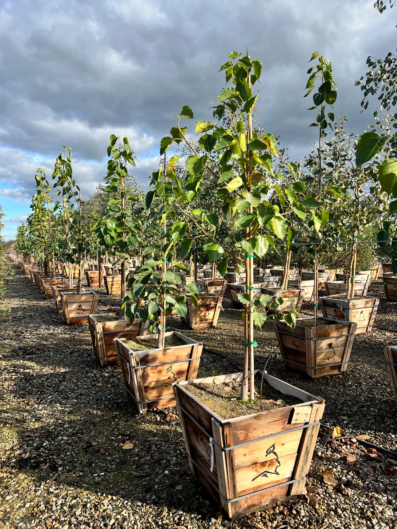 Ficus religiosa - Devil Mountain Wholesale Nursery