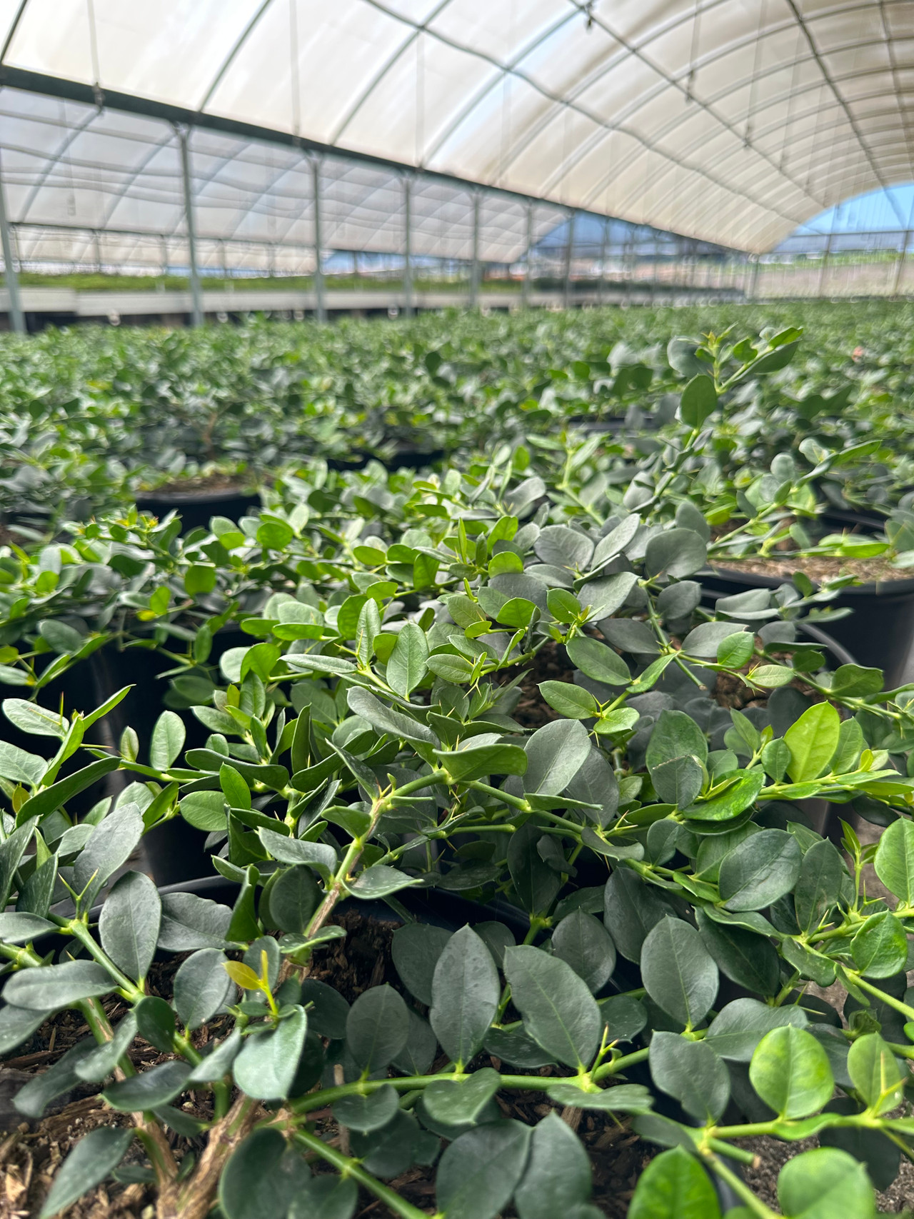 Green Carpet Natal Plum