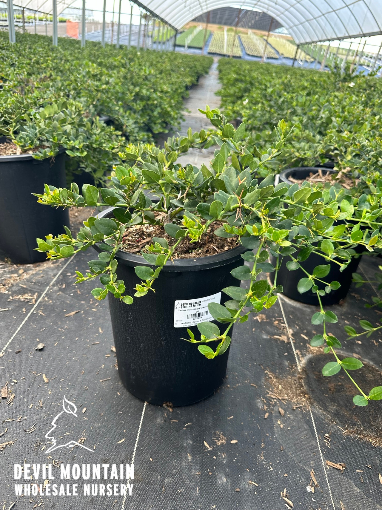 Green Carpet Natal Plum