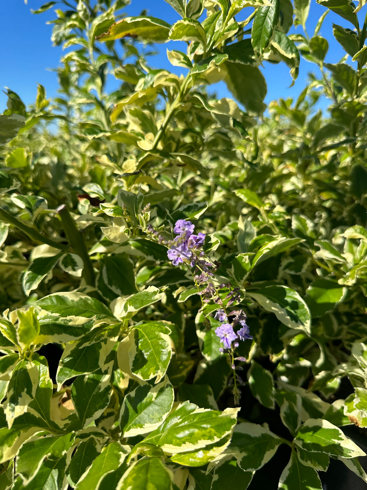 Variegated Sky Flower, Dewdrop, Pigeon Berry