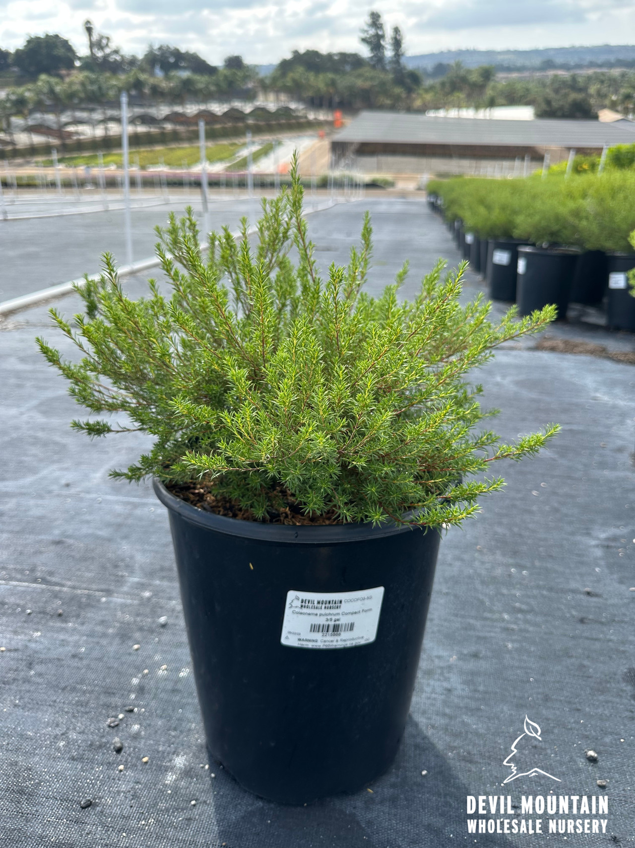 Dwarf Pink Breath of Heaven