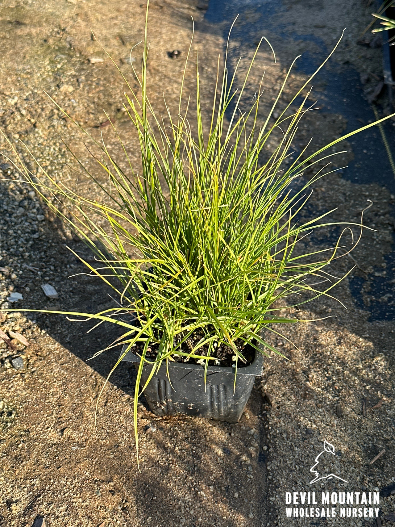California Field Sedge