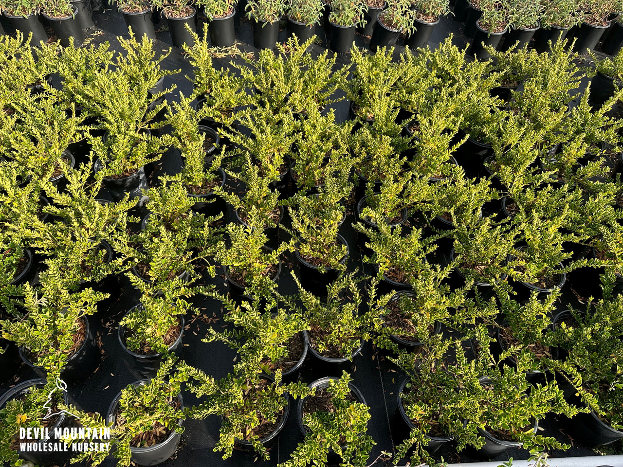 Boxleaf Euonymus