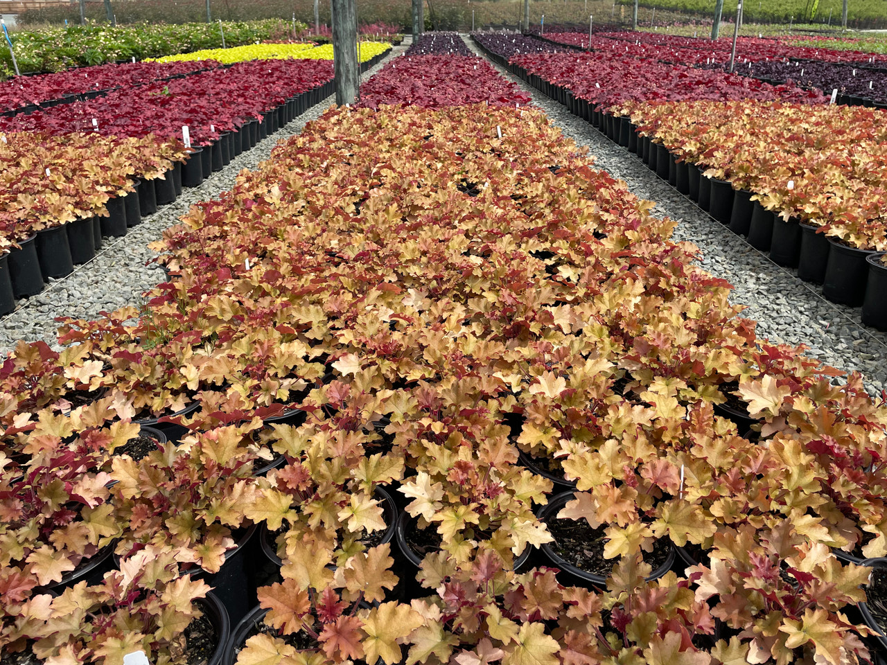 Heuchera 'Marmalade' Devil Mountain Wholesale Nursery