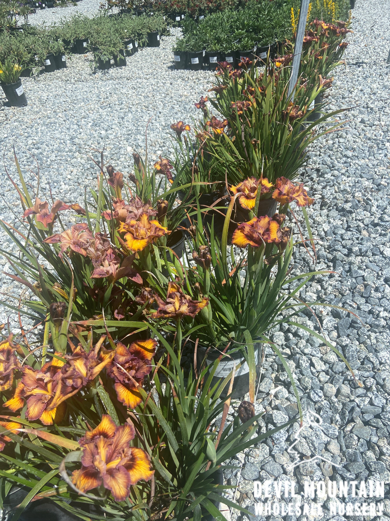 Pacific Coast Hybrid Iris