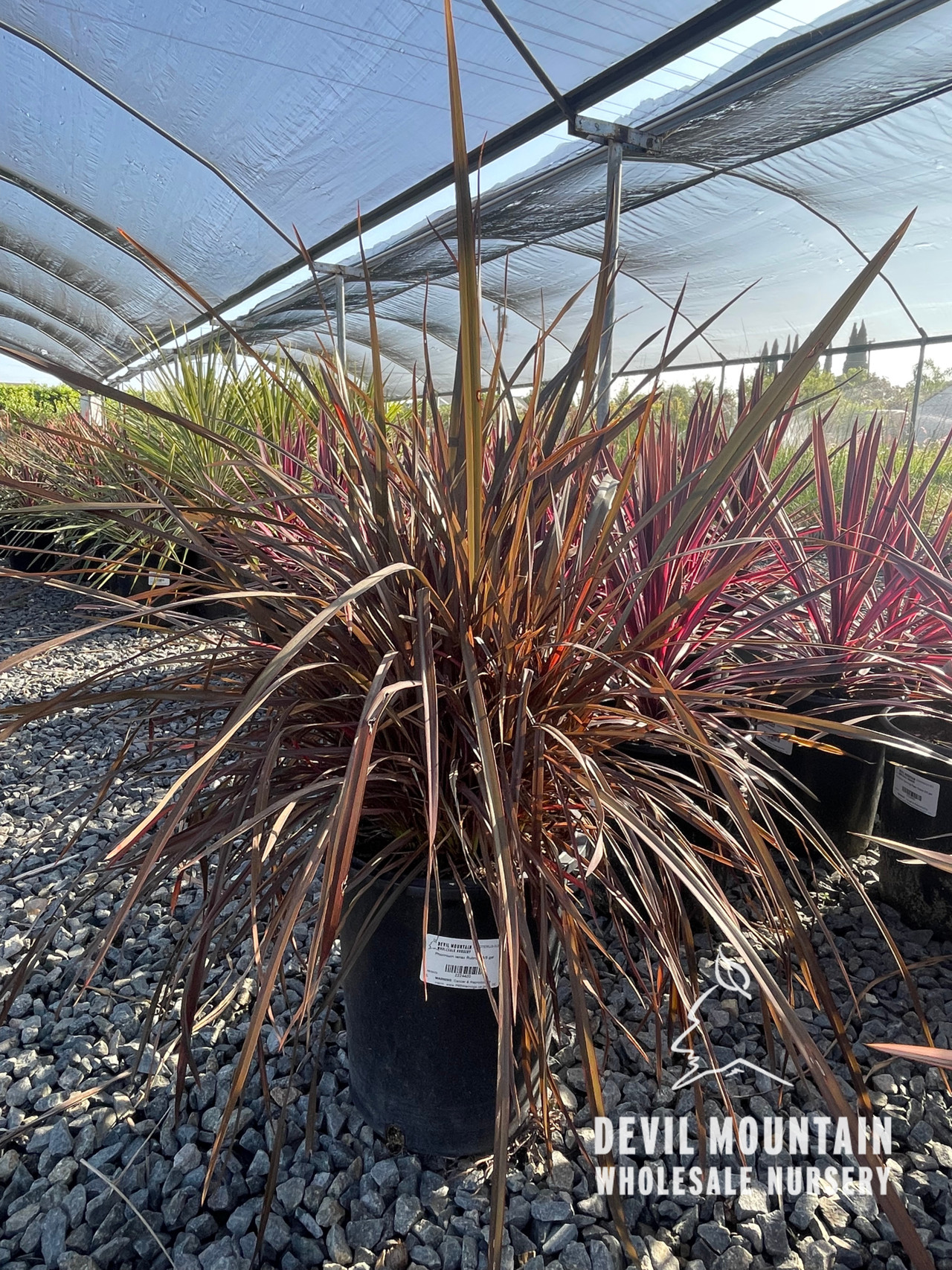 Phormium tenax 'Rubrum' - Devil Mountain Wholesale Nursery